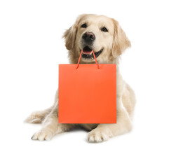 Cute dog with shopping bag on white background
