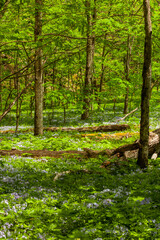 Obraz premium White Oak Sink, Spring
