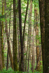 Obraz premium Chimneys Nature Trail