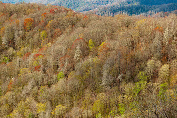 Spring, Trees Budding in the Great Smoky Mountains