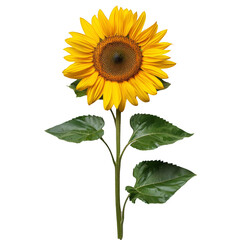 Obraz premium a yellow sunflower with green leaves on a white background, transparent background png