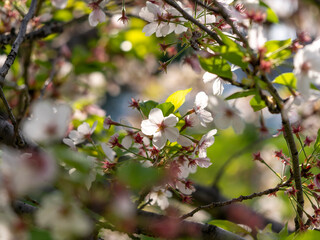 花が散り始めた公園の桜
