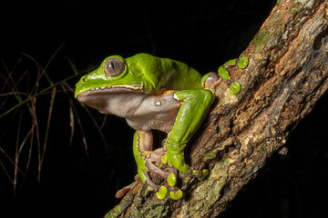 The colorful and ancient Kambo frog secretes a highly toxic substance to defend itself from...