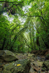 Obraz premium A wide angle photo looking down a stream bed. The stream is in the middle of the bush.