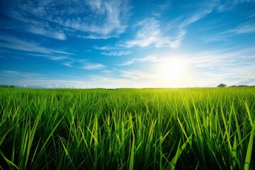 Obraz premium Vibrant Rice Field at Sunrise