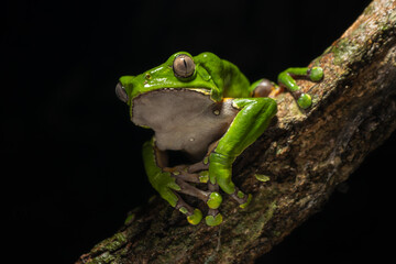 Obraz premium The colorful and ancient Kambo frog secretes a highly toxic substance to defend itself from predators. In the Amazon, various indigenous tribes used the poison of this frog as part of their customs.