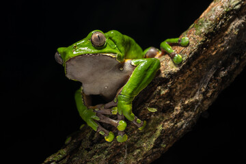 The colorful and ancient Kambo frog secretes a highly toxic substance to defend itself from predators. In the Amazon, various indigenous tribes used the poison of this frog as part of their customs.