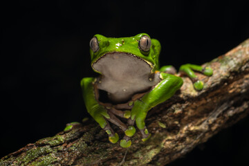 The colorful and ancient Kambo frog secretes a highly toxic substance to defend itself from...