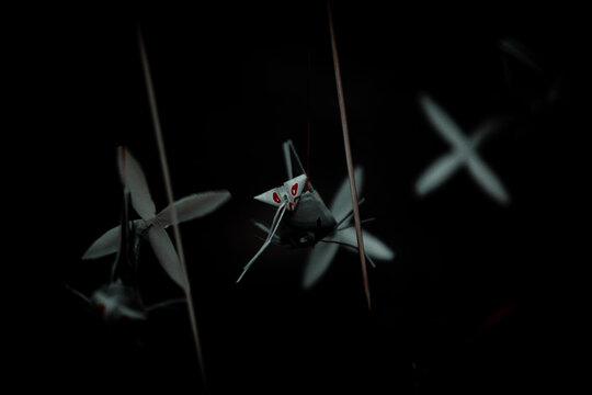 Grasshoppers made from coconut leaves, Thai Pradit