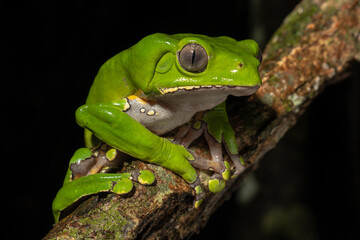 The colorful and ancient Kambo frog secretes a highly toxic substance to defend itself from predators. In the Amazon, various indigenous tribes used the poison of this frog as part of their customs.