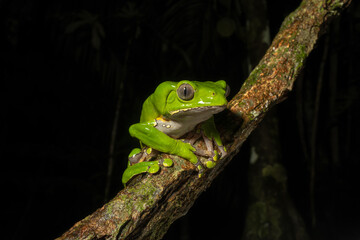 The colorful and ancient Kambo frog secretes a highly toxic substance to defend itself from predators. In the Amazon, various indigenous tribes used the poison of this frog as part of their customs.