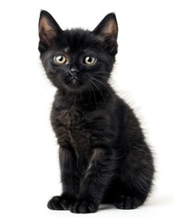 Black Kitten. Adorable Funny Little Cat Animal with Fluffy Fur on White Background