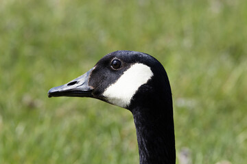 Closeup of the head of a Canadian goose (Branta canadensis) with a bokeh background.