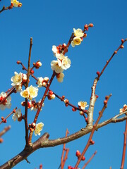開花した白梅と冬の青空