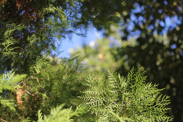 trees and sky. branches against sky. looking up through the trees. details of nature. Green foliage of trees.