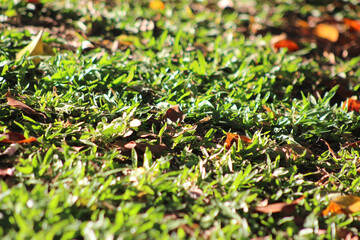green grass leaves. Lawn with selective focus. Dry leaves fallen on the grass.