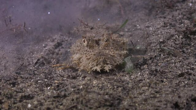 Devil scorpionfish makes many attempts to catch passing anchovies. After several attempts, one fish ends up in the scorpionfish's mouth