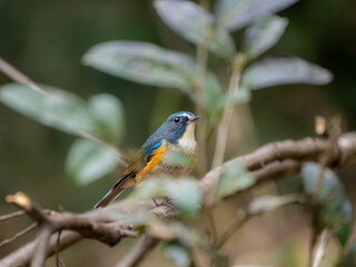 深い藪の奥でリラックスしているルリビタキの雄