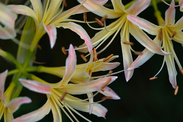 Obraz premium yellow and orange lily