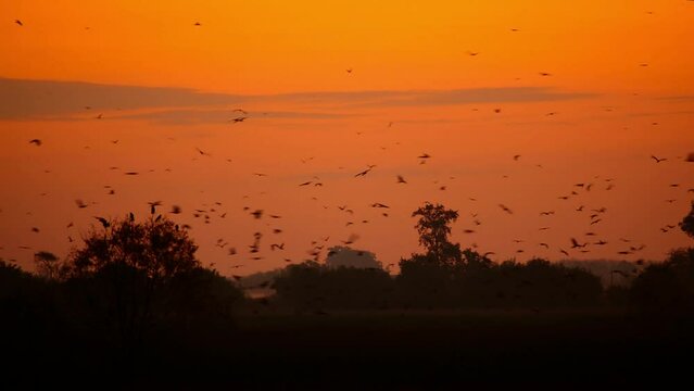 huge flock of chimango caracara or tiuque (Daptrius chimango) and other birds flying in the wild at sunset, Navarro, Buenos Aires province, Argentina