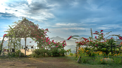Bunch of red bougainvillea climbing on a bamboo fence at the top of a high mountain, looking down at a valley of white clouds. In the distance is the coastal city of Nha Trang, Vietnam