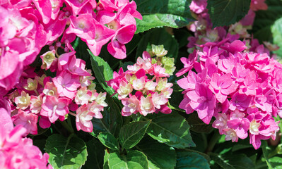 Colorful hydrangeas fill the flower bed. bigleaf hydrangea , French hydrangea , Lacecap hydrangea , mophead hydrangea, Hydrangea macrophylla