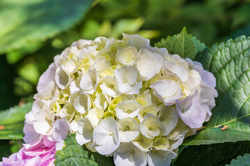 Colorful hydrangeas fill the flower bed. bigleaf hydrangea , French hydrangea , Lacecap...