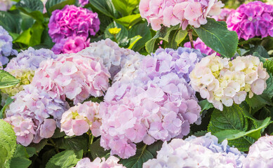 Colorful hydrangeas fill the flower bed. bigleaf hydrangea&nbsp;,&nbsp;French hydrangea&nbsp;,&nbsp;Lacecap hydrangea&nbsp;,&nbsp;mophead hydrangea, Hydrangea macrophylla