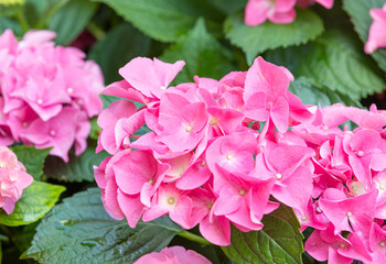 Colorful hydrangeas fill the flower bed. bigleaf hydrangea , French hydrangea , Lacecap hydrangea , mophead hydrangea, Hydrangea macrophylla