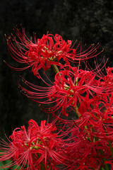 red spider lily