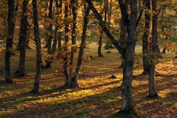 Fototapeta premium 鳴子峡印象