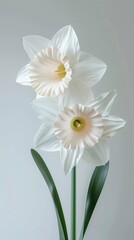 Obraz premium A daffodil flower with two blooms, simple background, white and green color palette, paper sculpture.