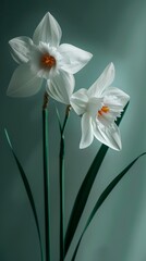 A daffodil flower with two blooms, simple background, white and green color palette, paper sculpture.