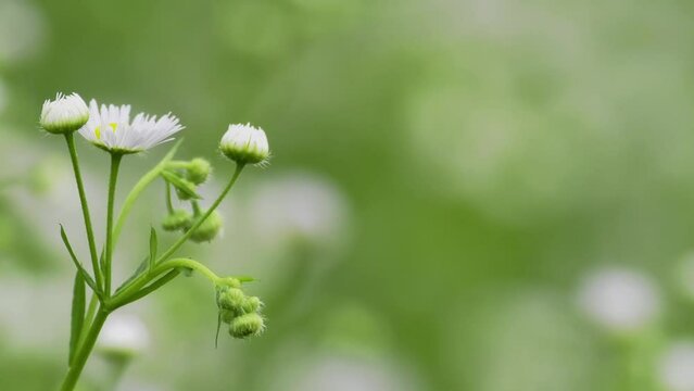 Tokyo,Japan - May 23, 2024: Closeup of white annual fleabane or eastern daisy fleabane flowers
