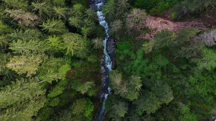 Beautiful bird's eye view above evergreen forest tree tops and flowing river in Carbonado, Washington State