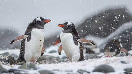 Obraz premium Gentoo Penguins Pygoscelis papua on Danko Island in the Antarctic Peninsula of Antarctica
