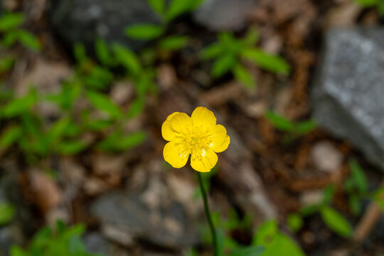 buttercups