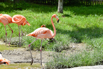Flamingos interacting in a natural setting, the image captures the vivid pink plumage and elegant posture of these exotic birds in their naturalistic habitat.