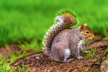 A tired squirrel on the grass