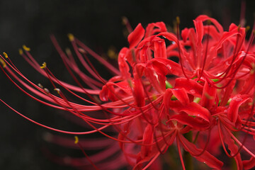 close up of red spider lily