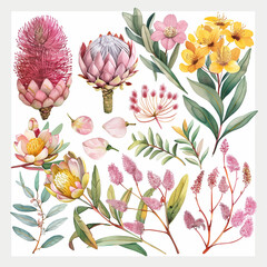 Beautiful Watercolor Australian Native Botanical Floral Illustration Set Isolated White Waratah, Protea, Gum, Eucalyptus