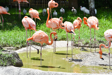 Group of flamingos standing in shallow water surrounded by lush greenery. The scene captures...