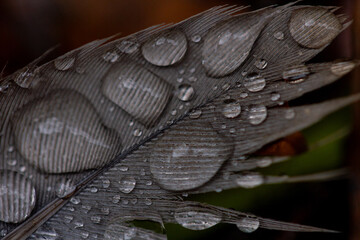 Feathers and water