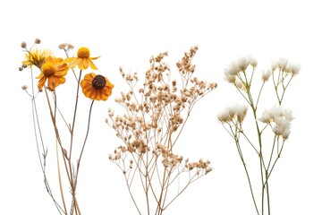 Dried and pressed flowers isolated on white background. Beautiful herbarium