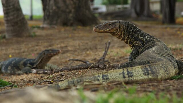 Close-up of two monitor lizards in natural habitat, outdoors