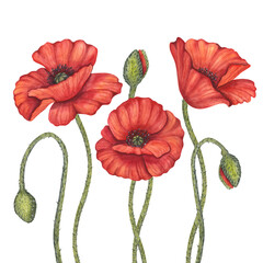 Obraz premium Red poppy flowers bunch, bud, stems. Memorial Day in USA, Anzac Day in Australia. Remember and honor. Meadow wild blossom, field blooming. Hand drawn watercolor illustration isolated background
