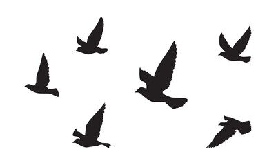 Flying Birds Vector And Illustration. 