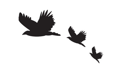 Flying Birds Vector And Illustration. 