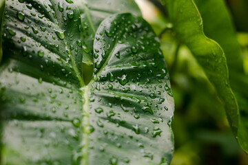 Water drops on tropical leaves after rain