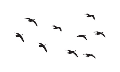 Flying Birds Vector And Illustration. 